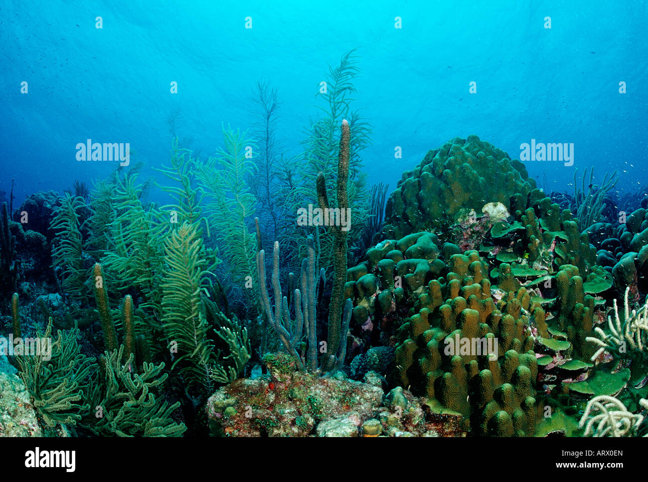 Coral Reef Caribbean Sea Bonaire Stock Photo