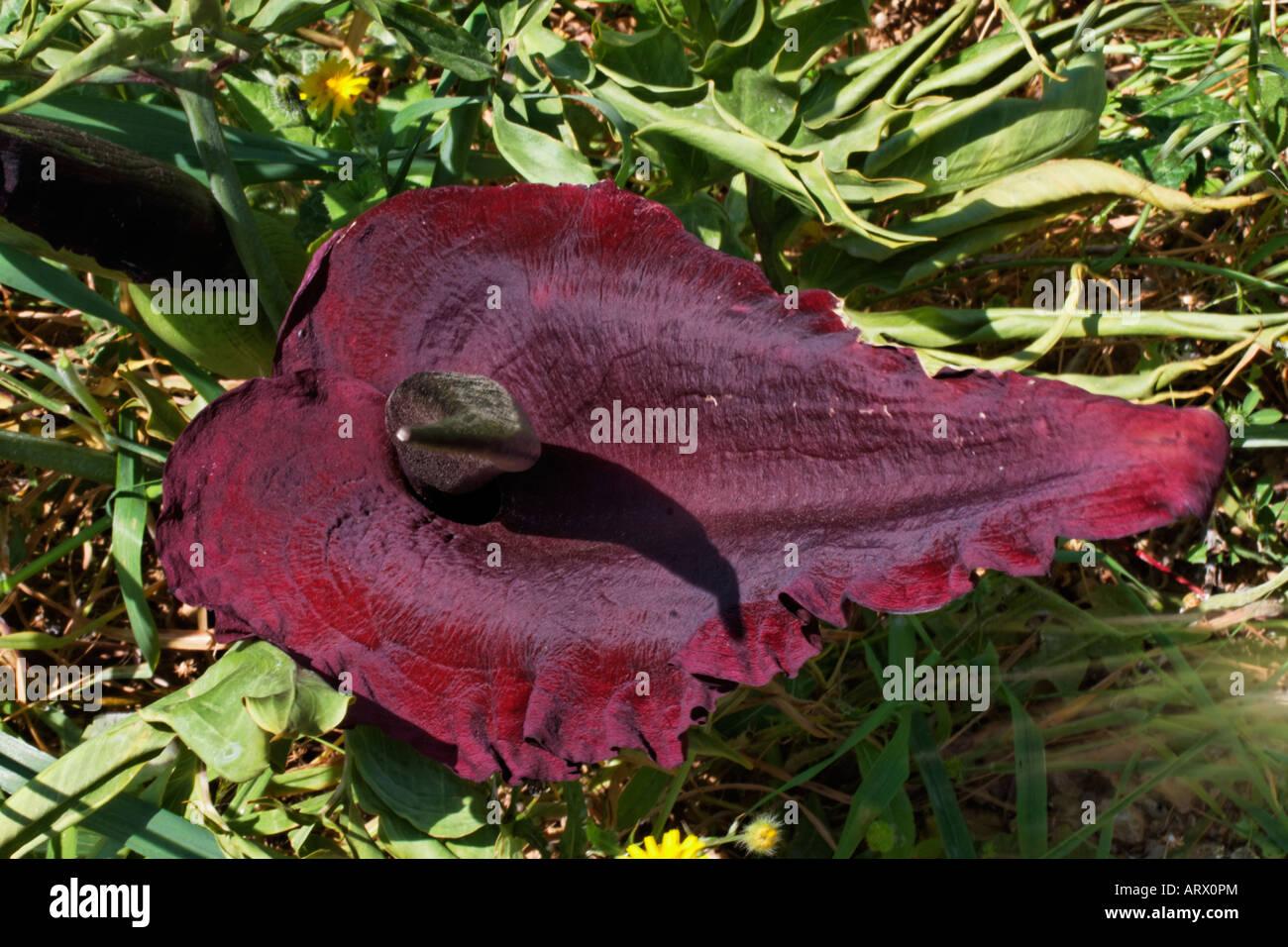 Dracunculus vulgaris, Dragon arum, Great Dragon Stock Photo