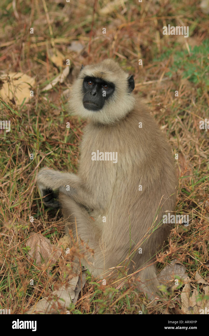 Common Langur Stock Photo