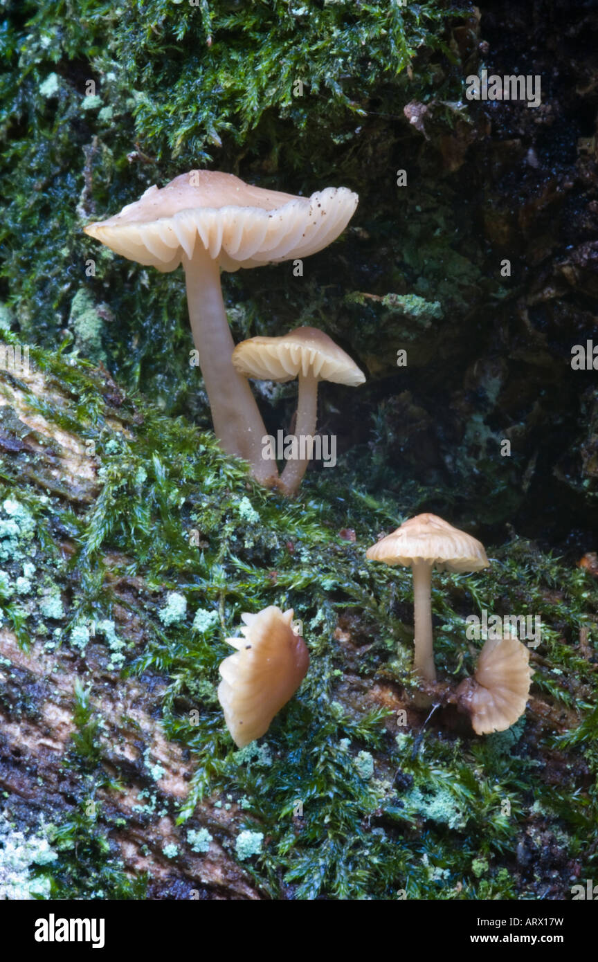 Small mushrooms growing on dead wood - Mycena species Stock Photo