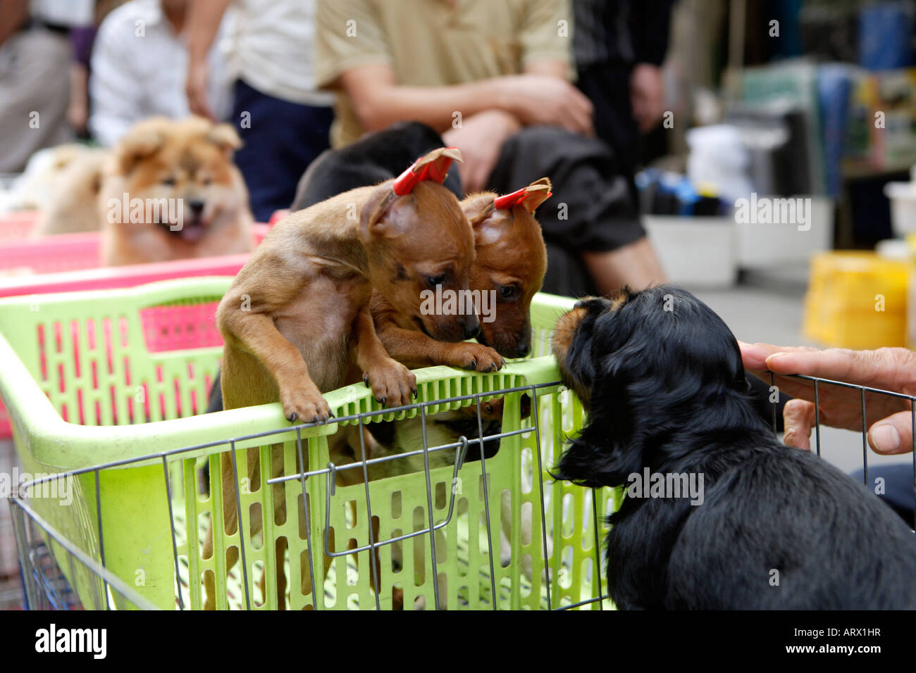 Pet Street Market Peaceful Market Qingping Lu Canton Guangzhou China