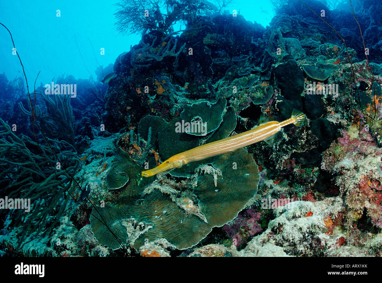 Yellow Trumpetfish Aulostomus maculatus Caribbean Sea Belize Stock Photo