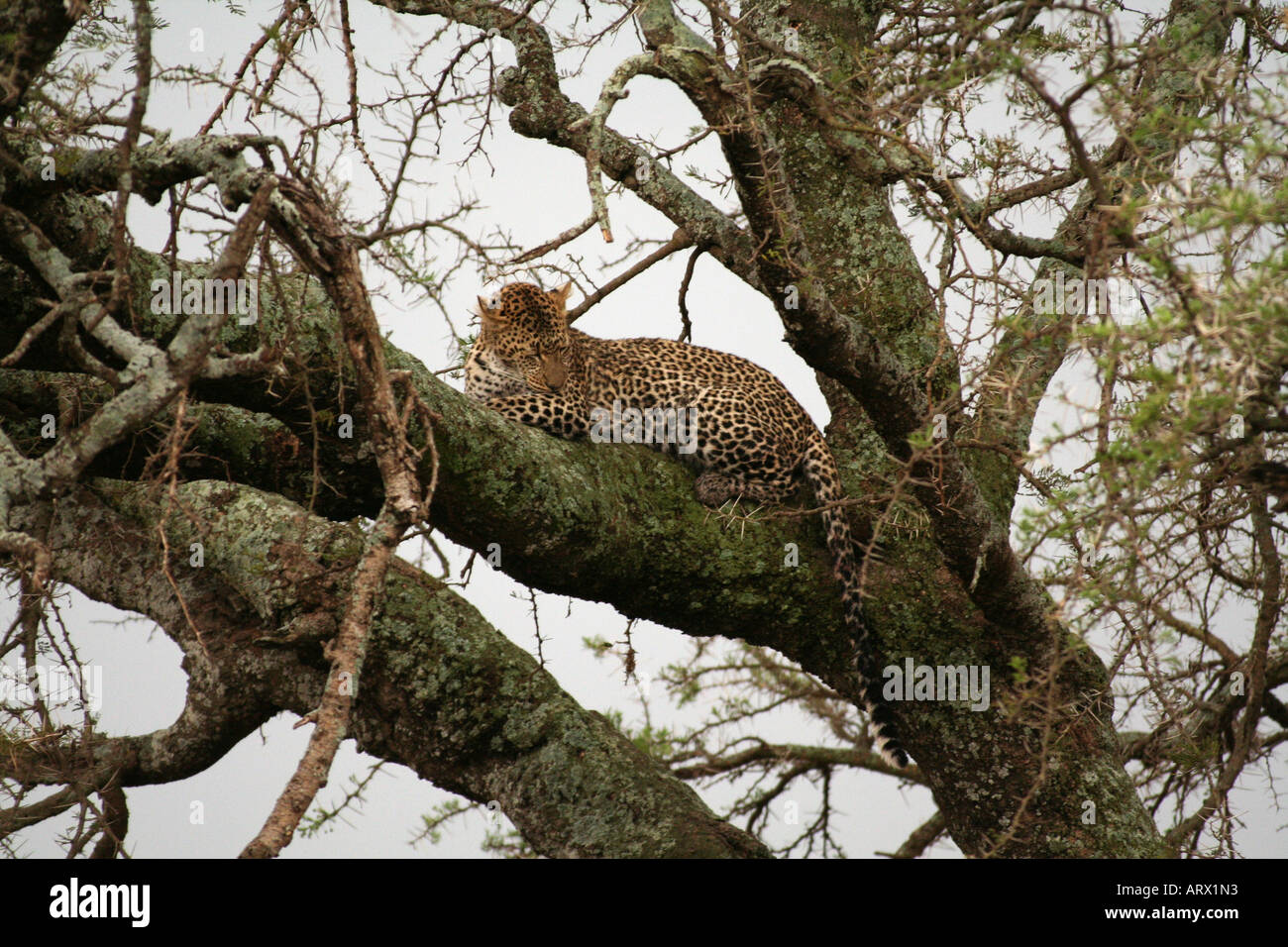 Licking tree branch hi-res stock photography and images - Alamy