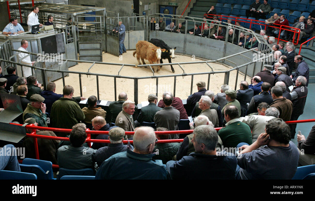 Livestock sale at Aberdeen and Northern Mart, Thainstone, Inverurie