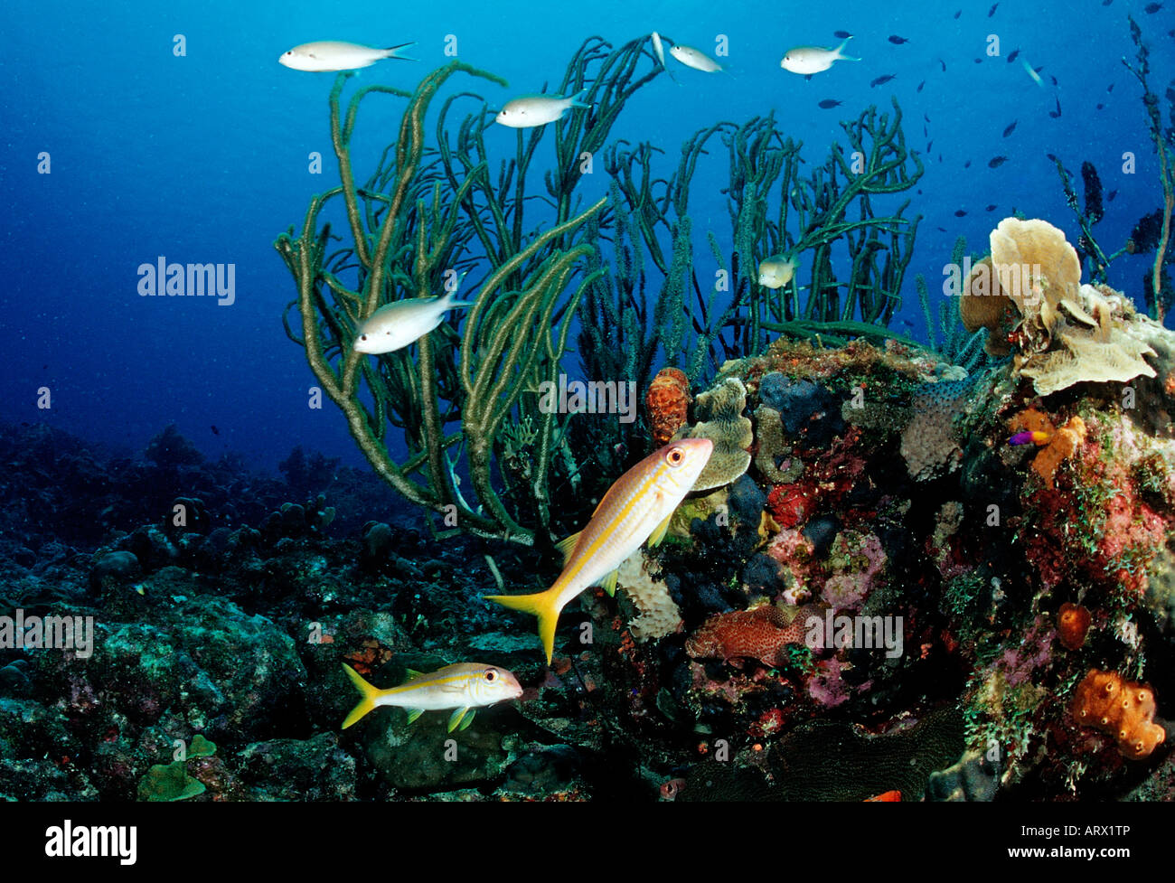 Coral Reef with Fishes Caribbean Sea Belize Stock Photo