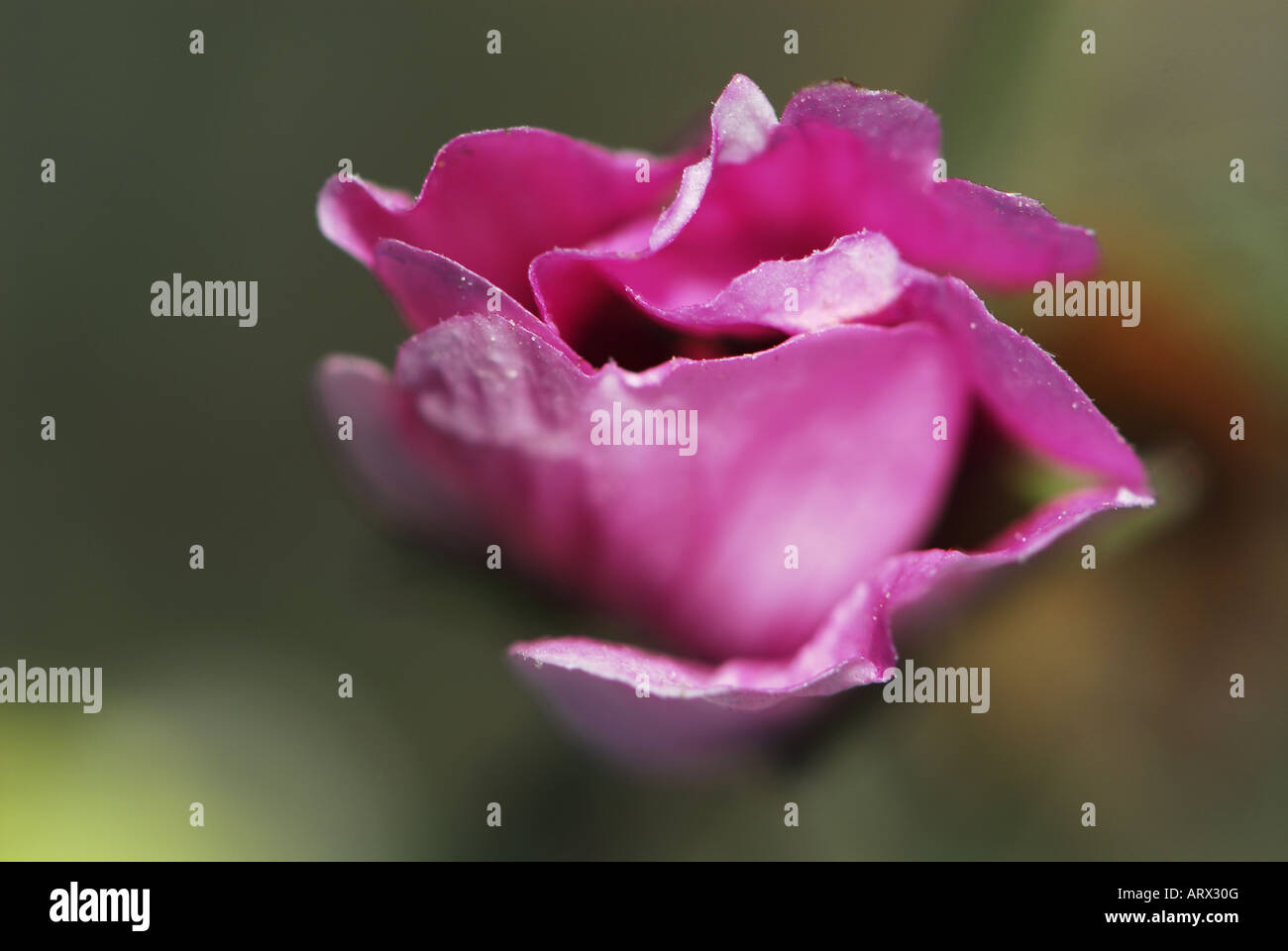 Soft focus flower hi-res stock photography and images - Alamy