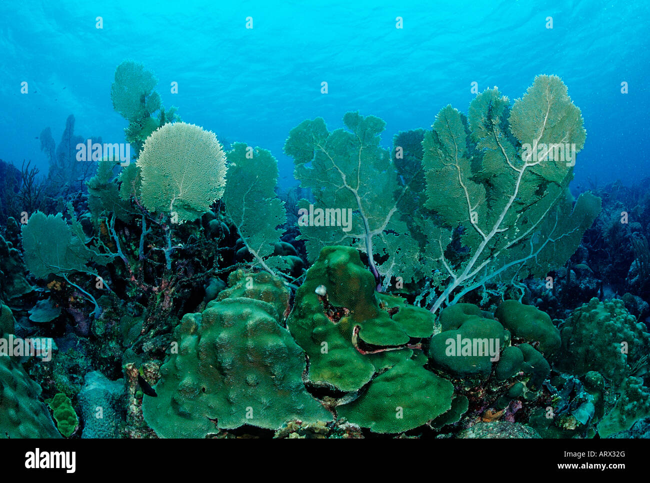 Coral Reef with Sea Fan Caribbean Sea Bonaire Stock Photo