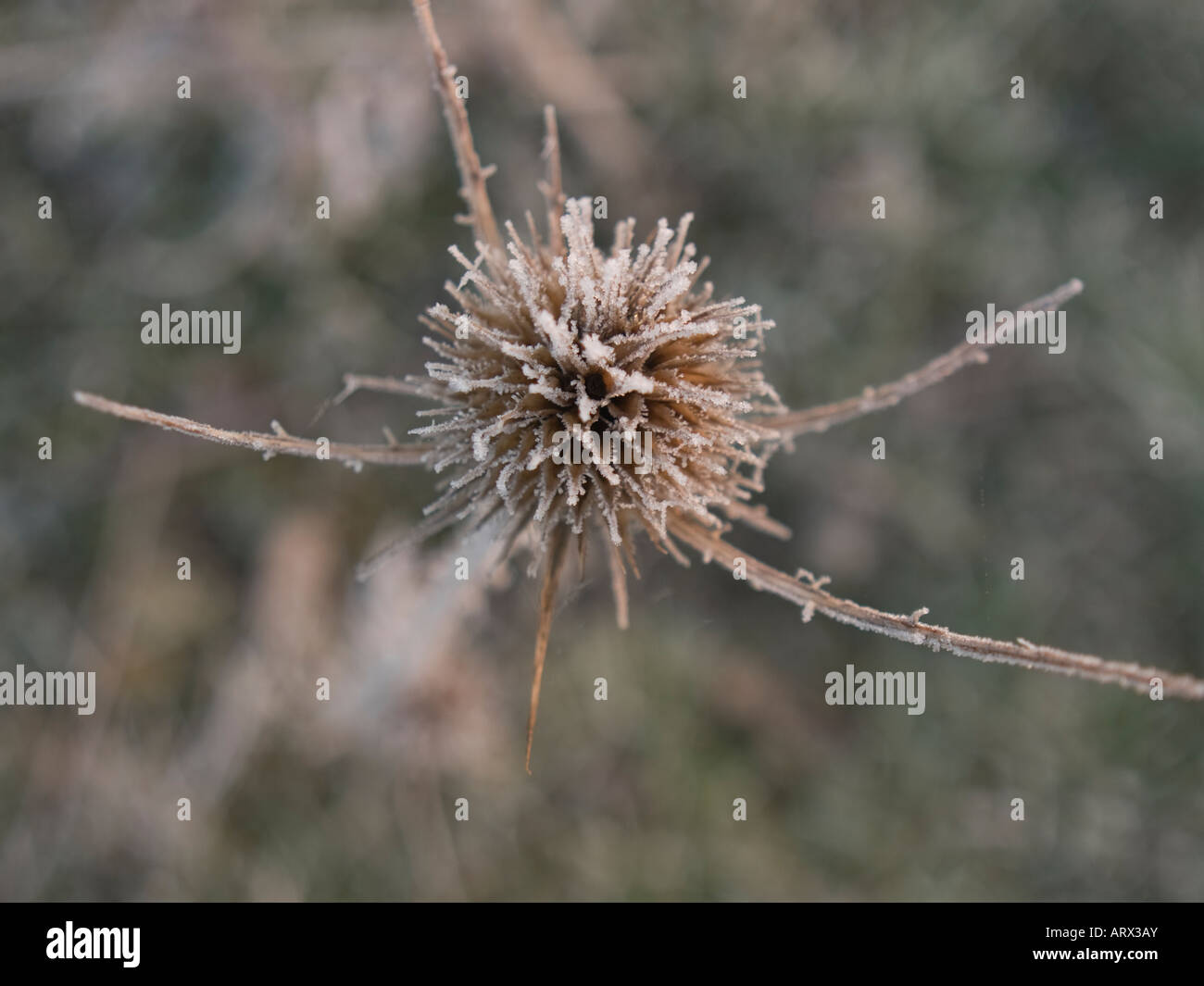 Frosted teasel flower head Stock Photo