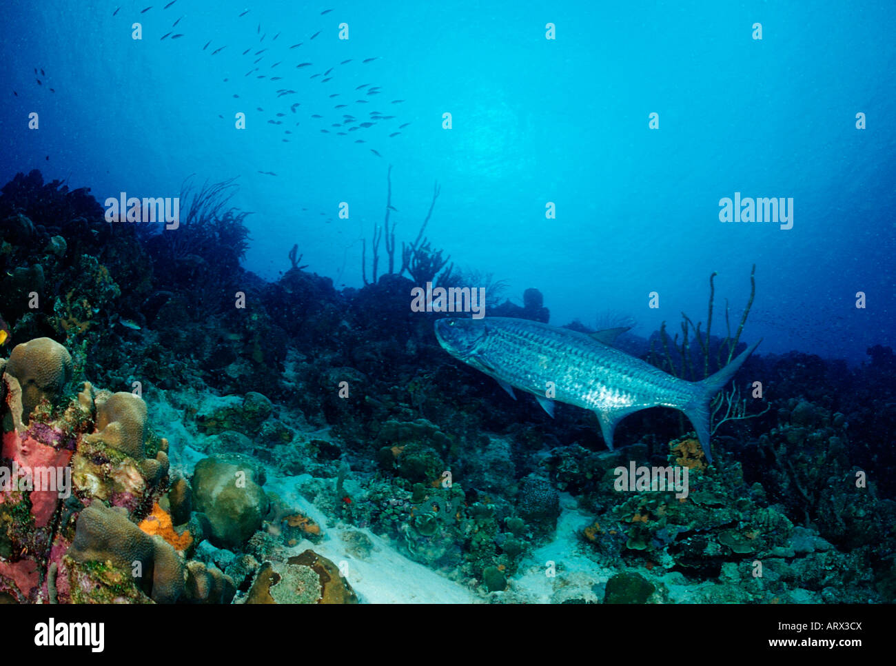 Tarpon Megalops atlanticus Caribbean Sea Bonaire Stock Photo