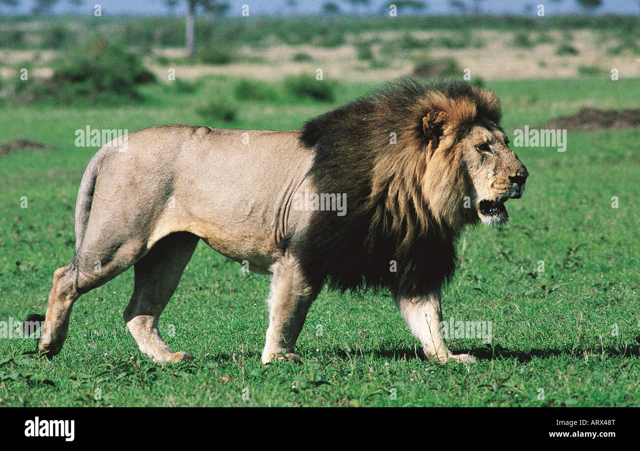 Large male Lion with exceptionally fine dark black mane Masai Mara National Reserve Kenya East Africa Stock Photo