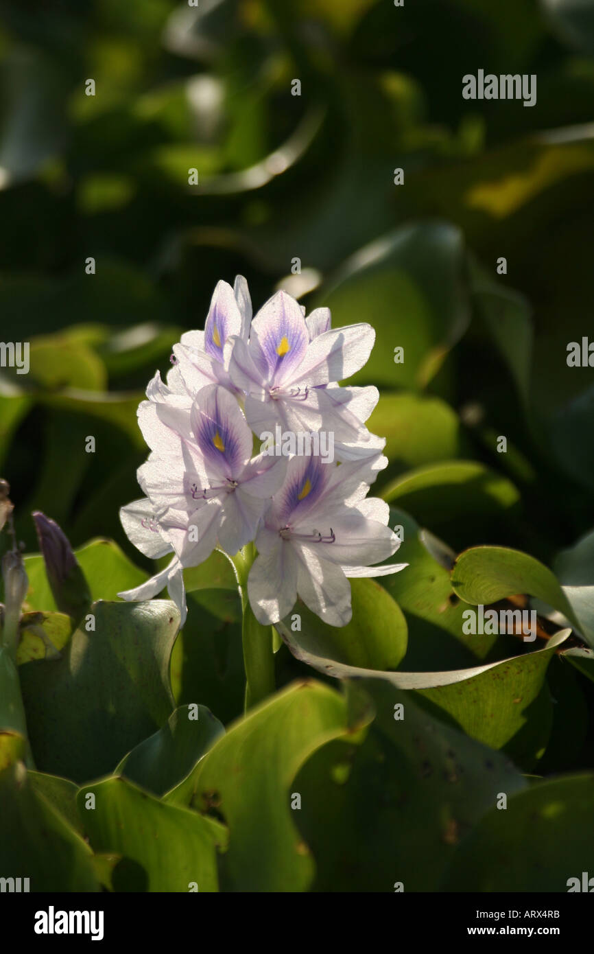 Water hyacinth flower Lake Victoria Tanzania Stock Photo Alamy