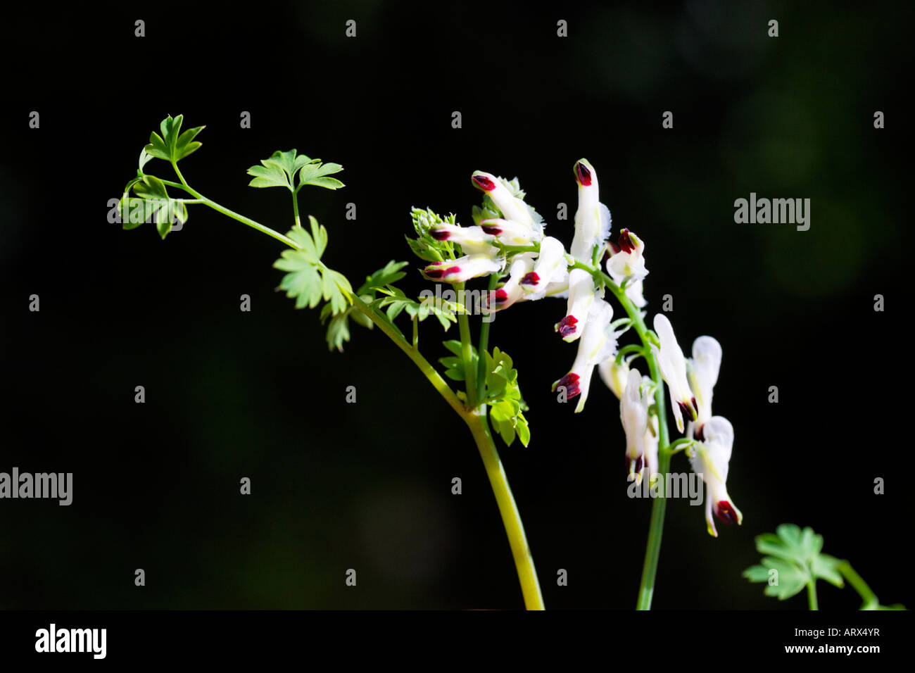 Fumaria capreolata, Ramping fumitory, Fumariaceae, Klimmender Erdrauch, Fumeterre grimpante, Fumaria bianca Stock Photo