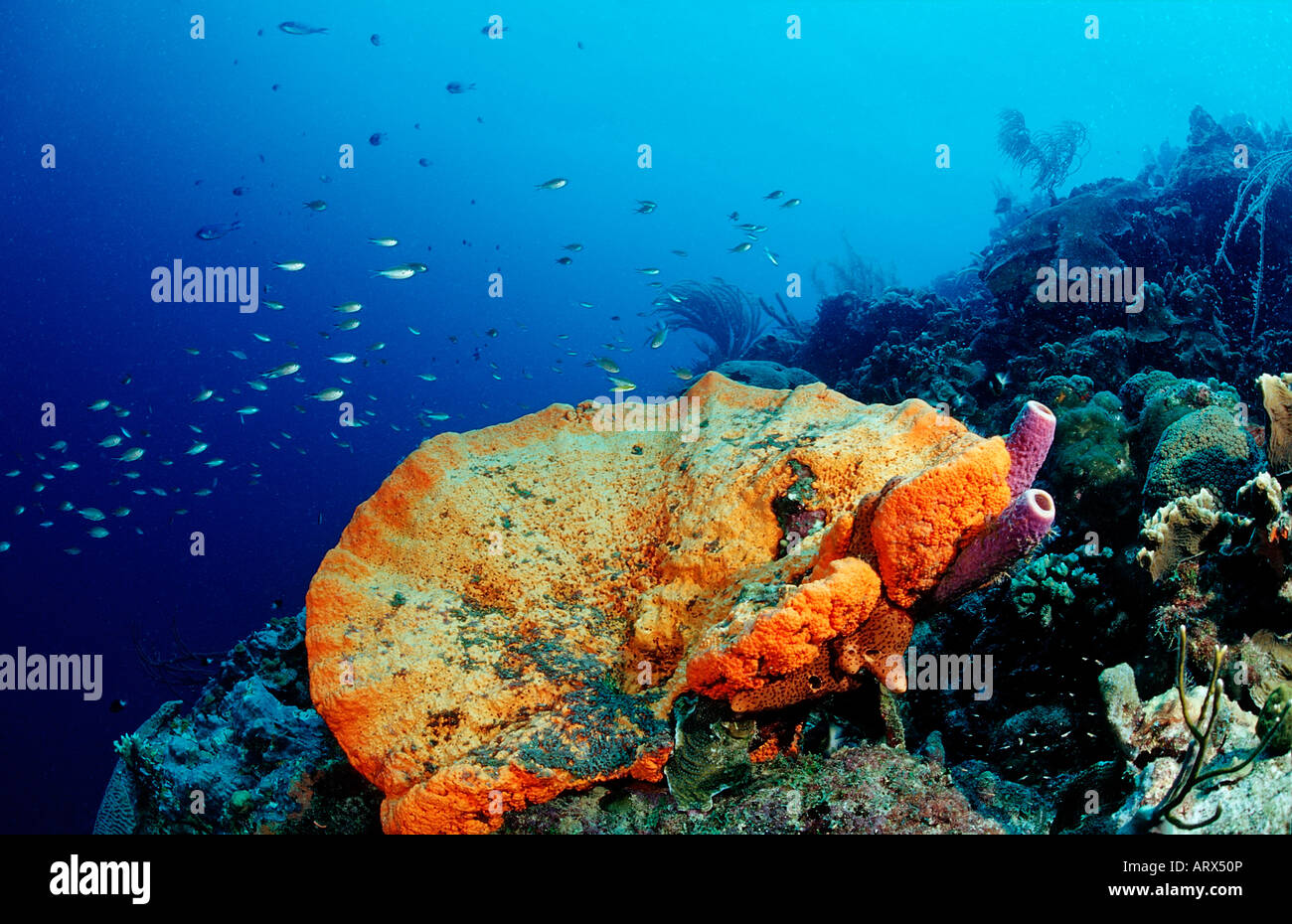 red Sponge at Coral Reef Caribbean Sea Bonaire Stock Photo