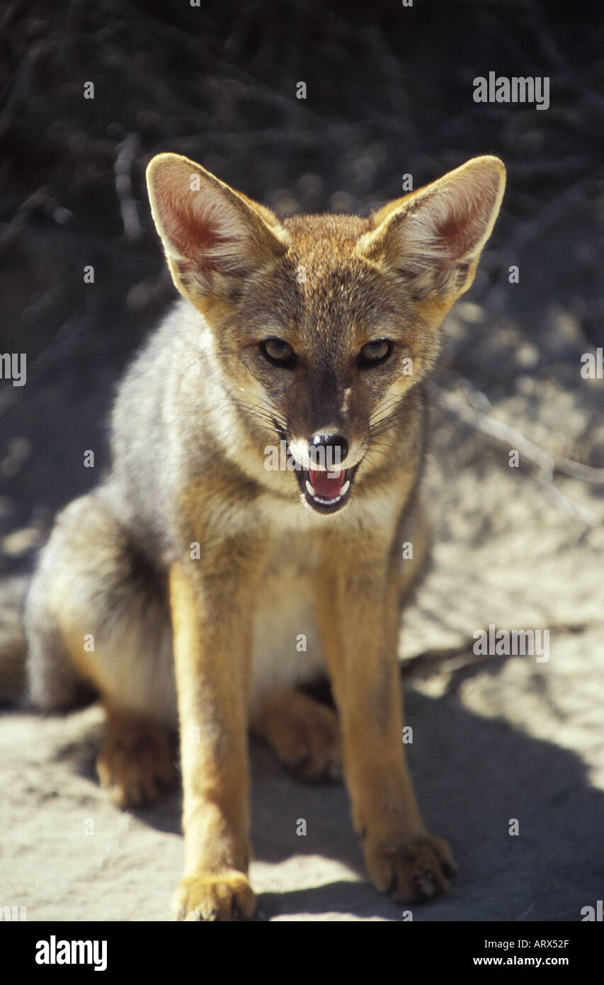 Patagonia grey fox in hi-res stock photography and images - Alamy