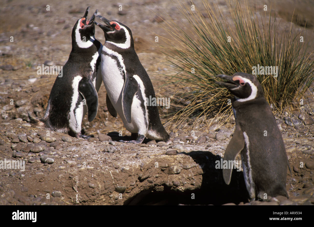 Peninsula Valdes Mangellanic Penquins on Nesting Grounds, Patagonia-Argentina Stock Photo