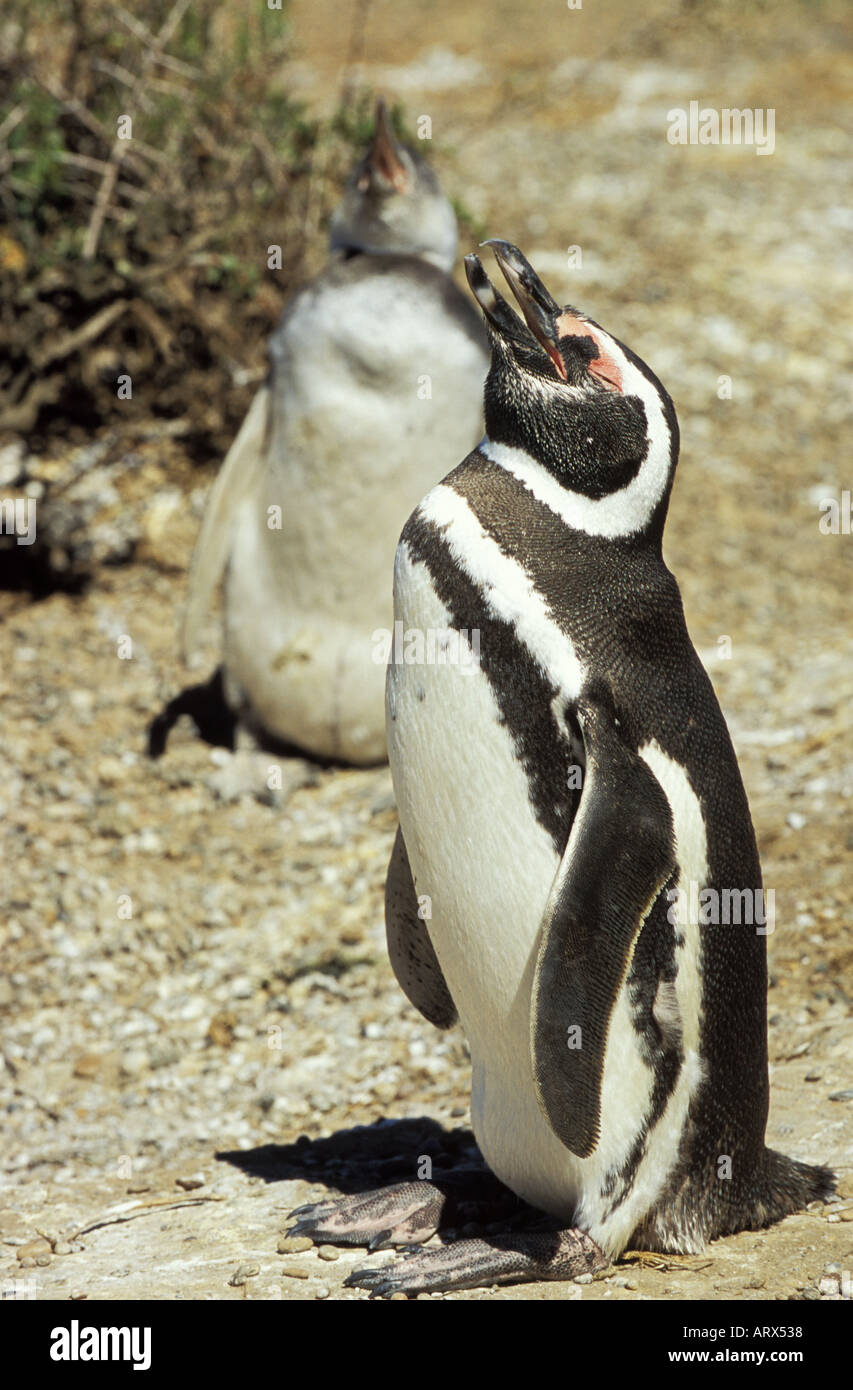 ARGENTINA Patagonia Peninsula Valdes Mangellanic Penquins on Nesting Grounds Stock Photo