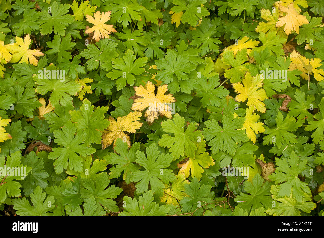 Ground cover - Geranium wallichianum CV - Buxtons variety shows fall colors in Bainbridge Washington USA Stock Photo