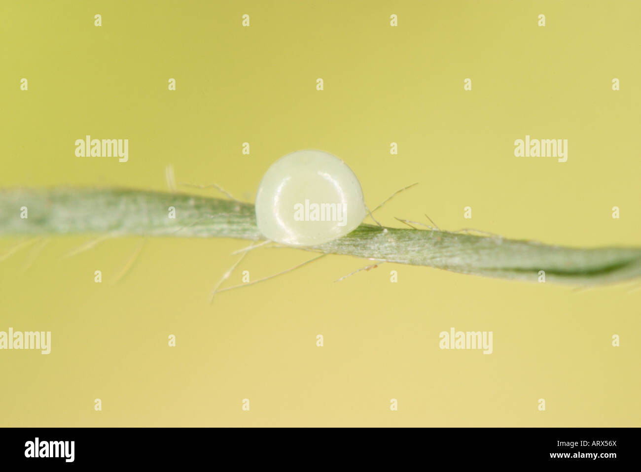 Fiery Skipper Hylephila phyleus Tucson ARIZONA United States 18 August 2003 Egg on Bermuda Grass Stock Photo