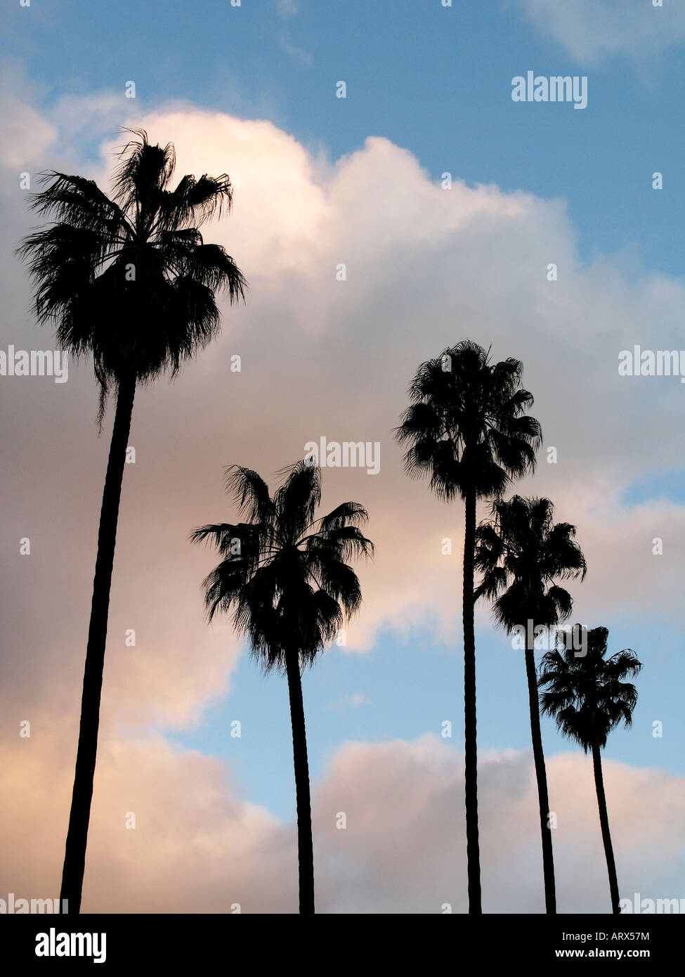 Tropical clouds with Palm Trees at Sunset Stock Photo - Alamy