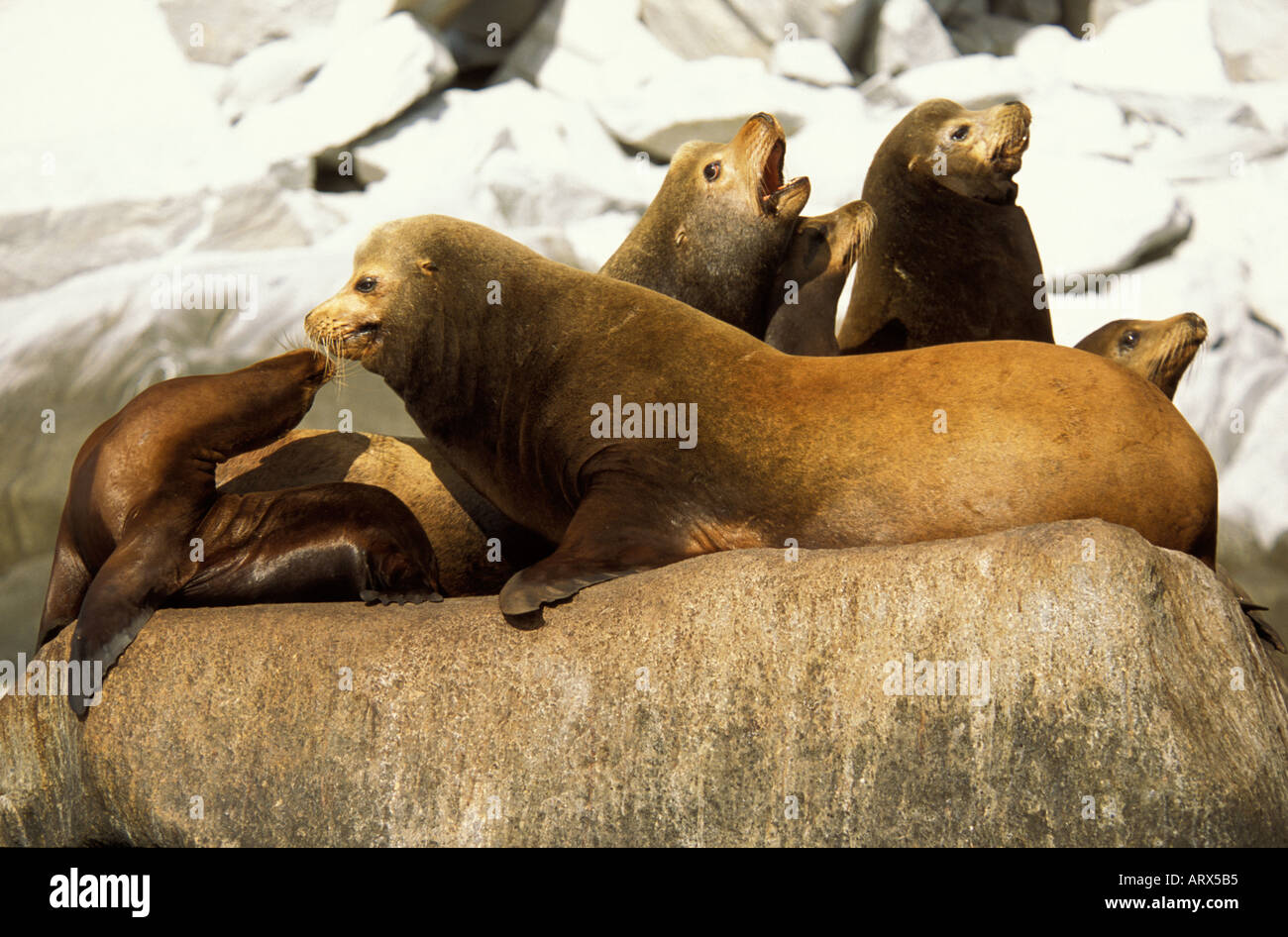 MEXICO Baja Sea of Cortes California Sea Lions Stock Photo