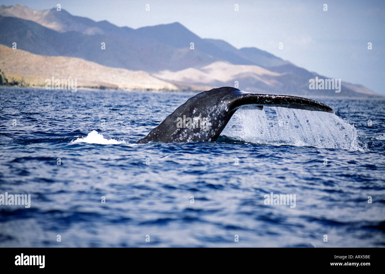 MEXICO Baja Sea of Cortes Grey Whale Diving Stock Photo