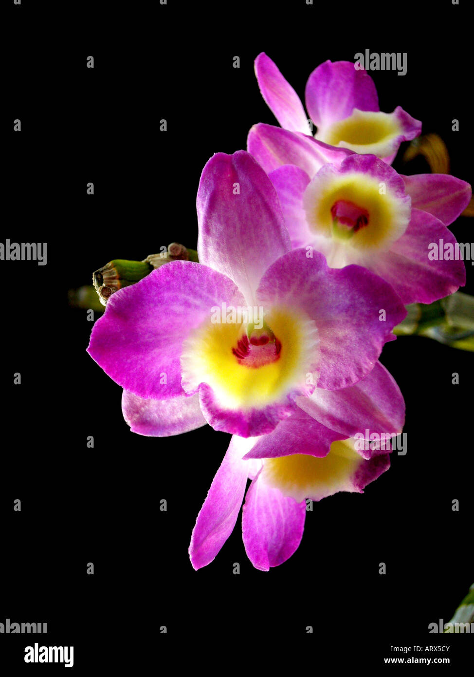 Demdrobium  Malones ' C 33', Hybrid orchid Stock Photo