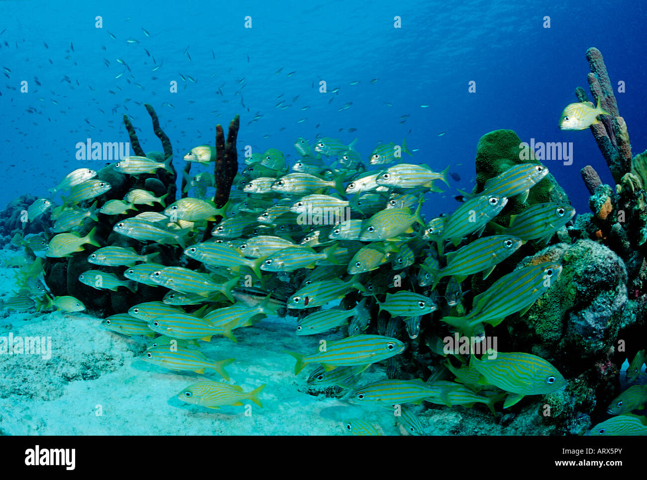 Schooling Smallmouth Grunt Haemulon chryargyreum Caribbean Sea Bonaire Stock Photo