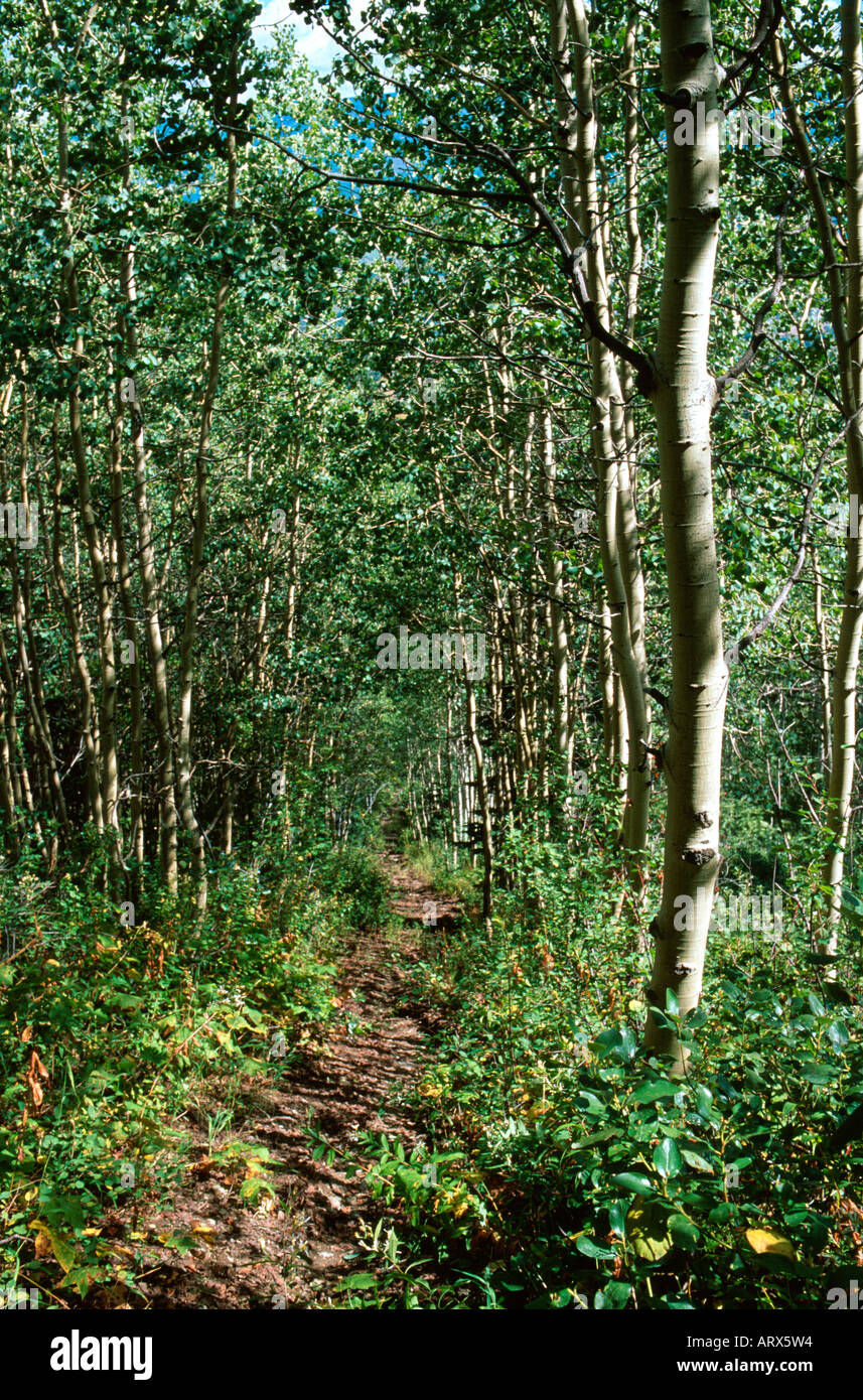 Walking through aspen trees hi-res stock photography and images - Alamy