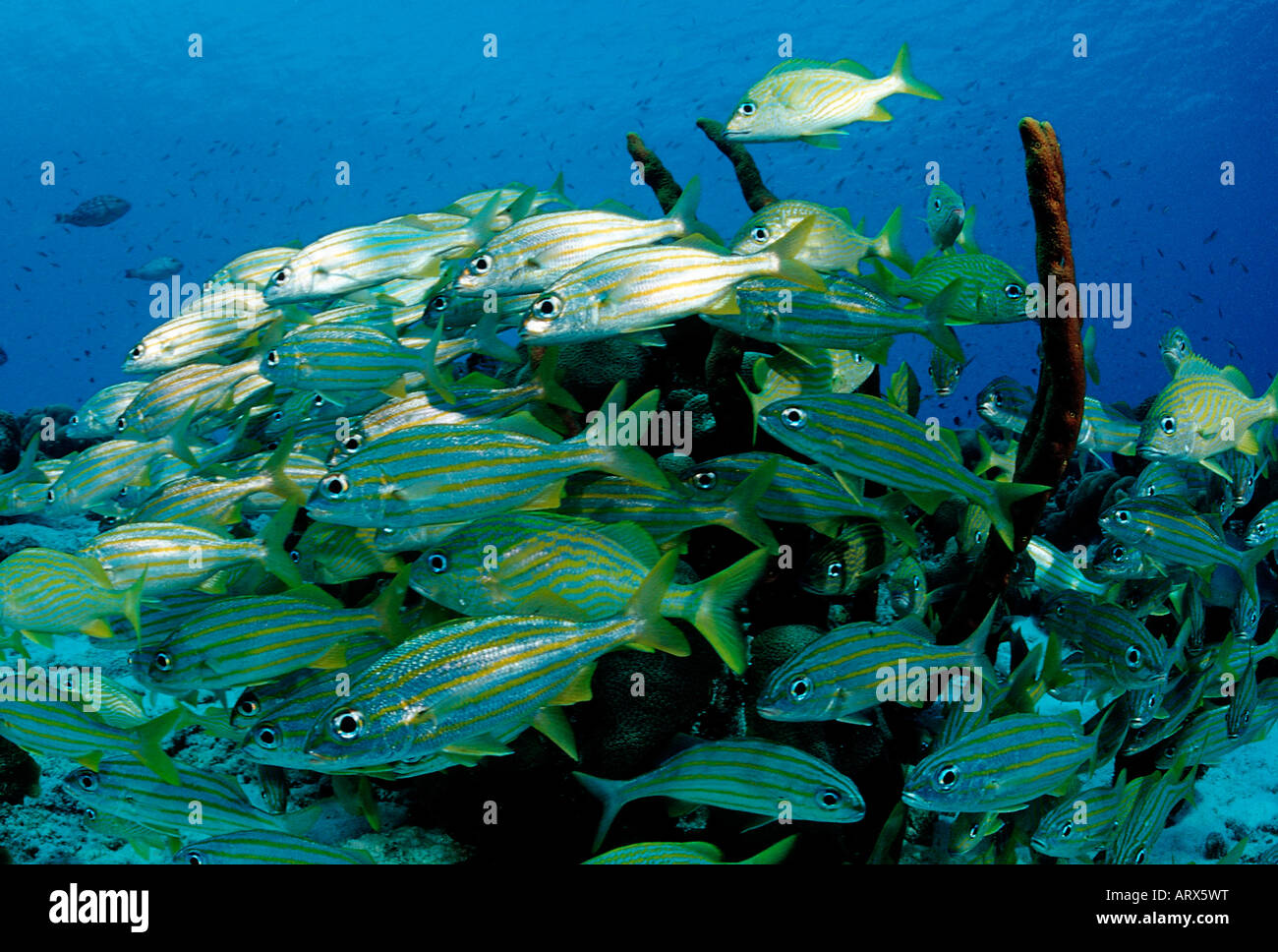 Schooling Smallmouth Grunt Haemulon chryargyreum Caribbean Sea Bonaire Stock Photo