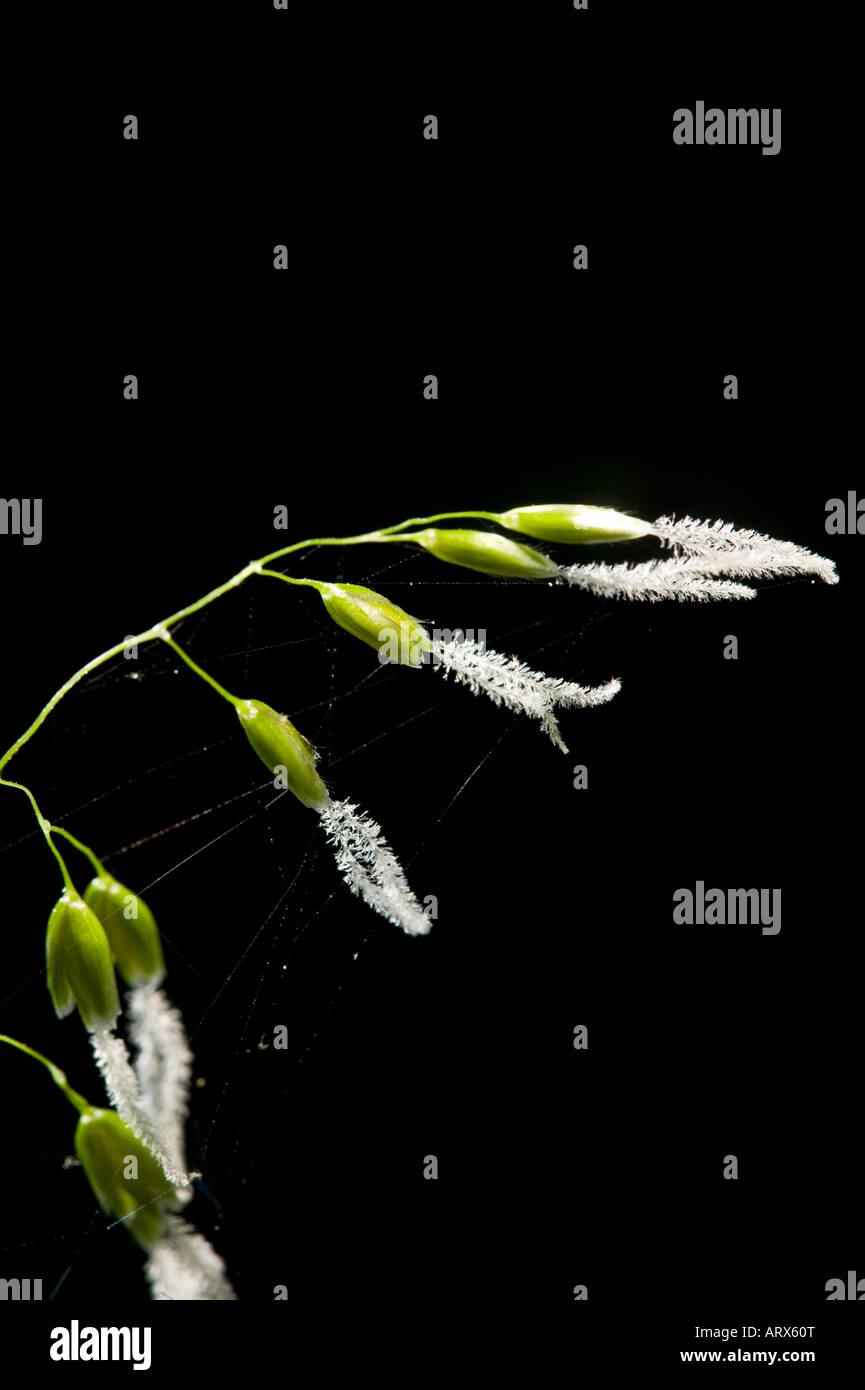 vanilla grass on black background Stock Photo