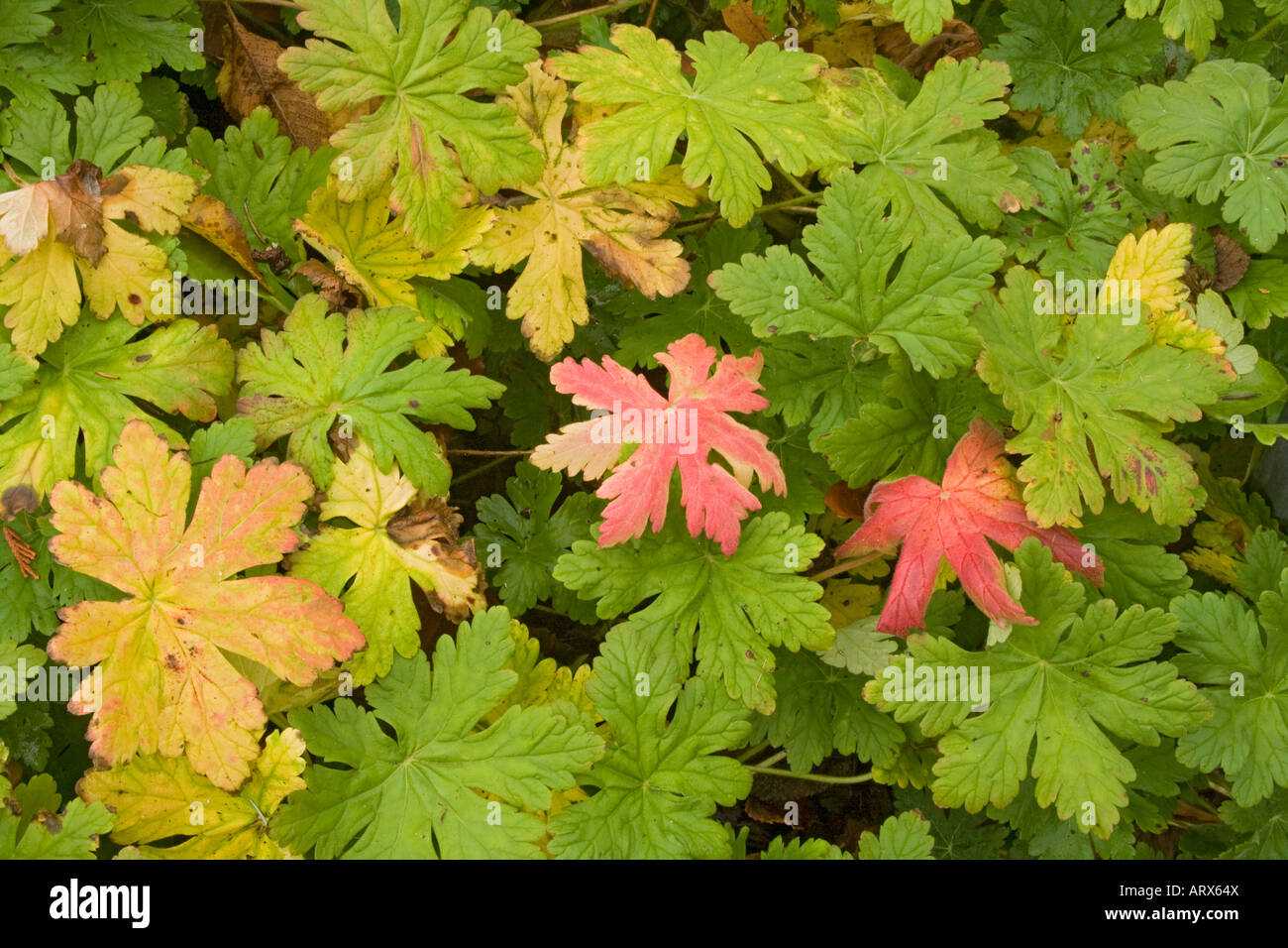 Ground cover Buxtons variety shows fall colors in Bainbridge Washington USA Stock Photo