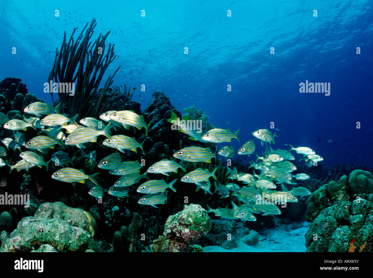 Schooling Smallmouth Grunt Haemulon chryargyreum Caribbean Sea Bonaire Stock Photo