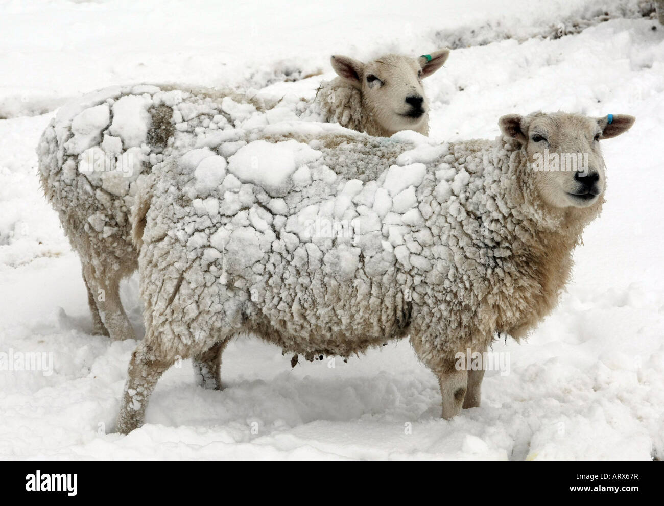 epine sheep mouton coat （epine sheep mouton coat（Sheepskin