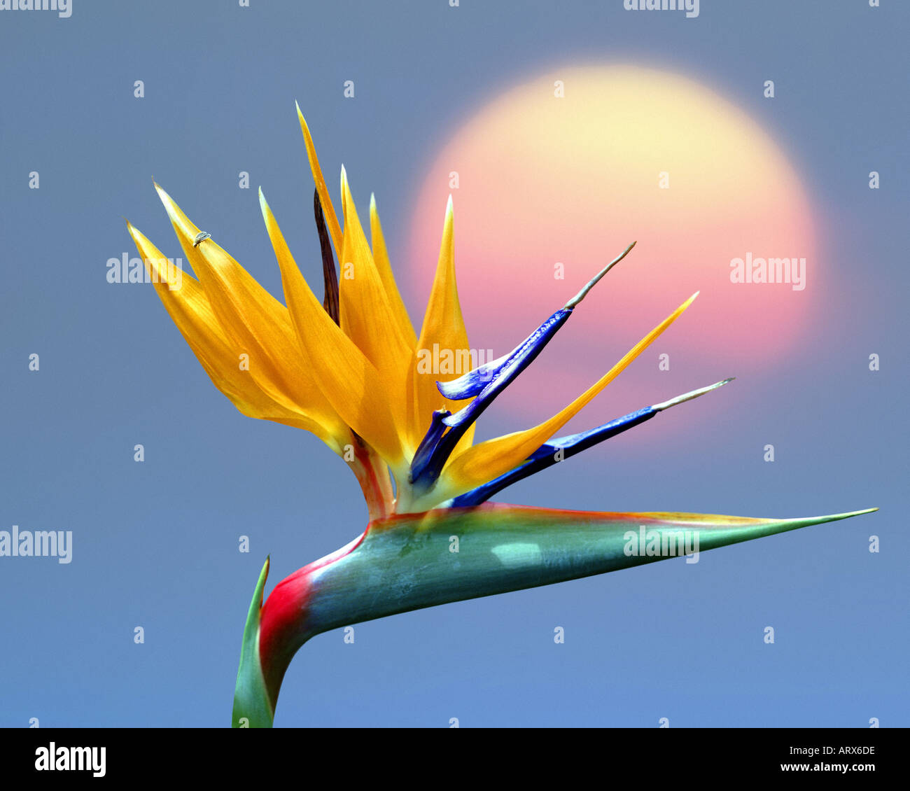 Tropical paradise photography hi-res stock photography and images - Alamy