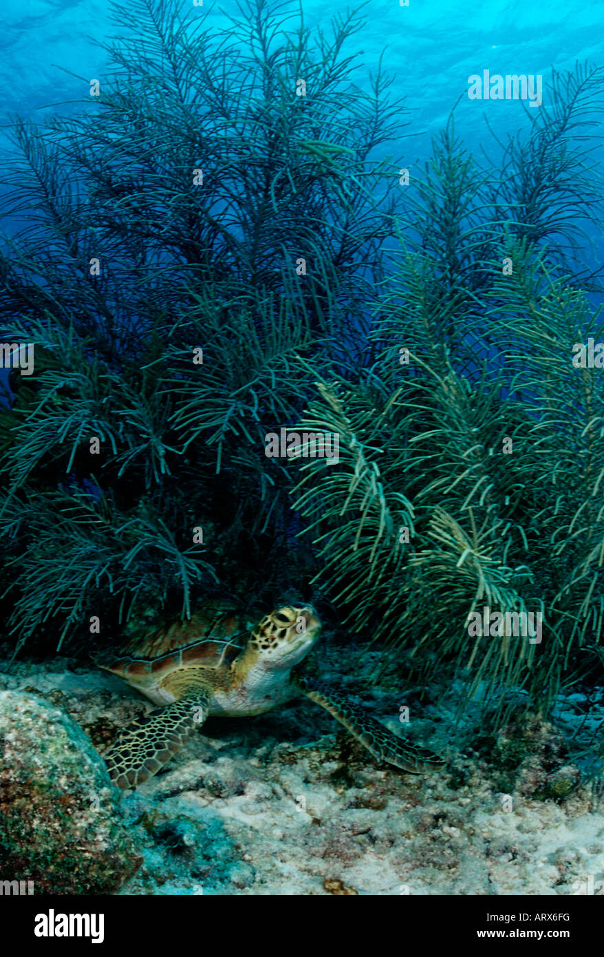Green Turtle Chelonia mydas Caribbean Sea Bonaire Stock Photo
