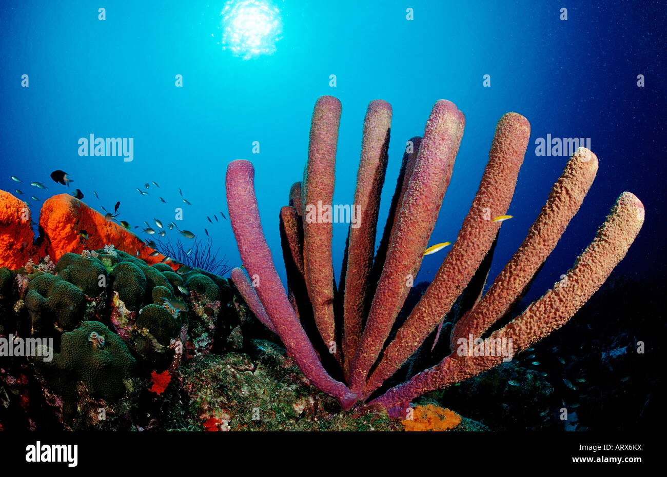 Caribeean Reef with Sponge Caribbean Sea British Virgin Islands Stock Photo
