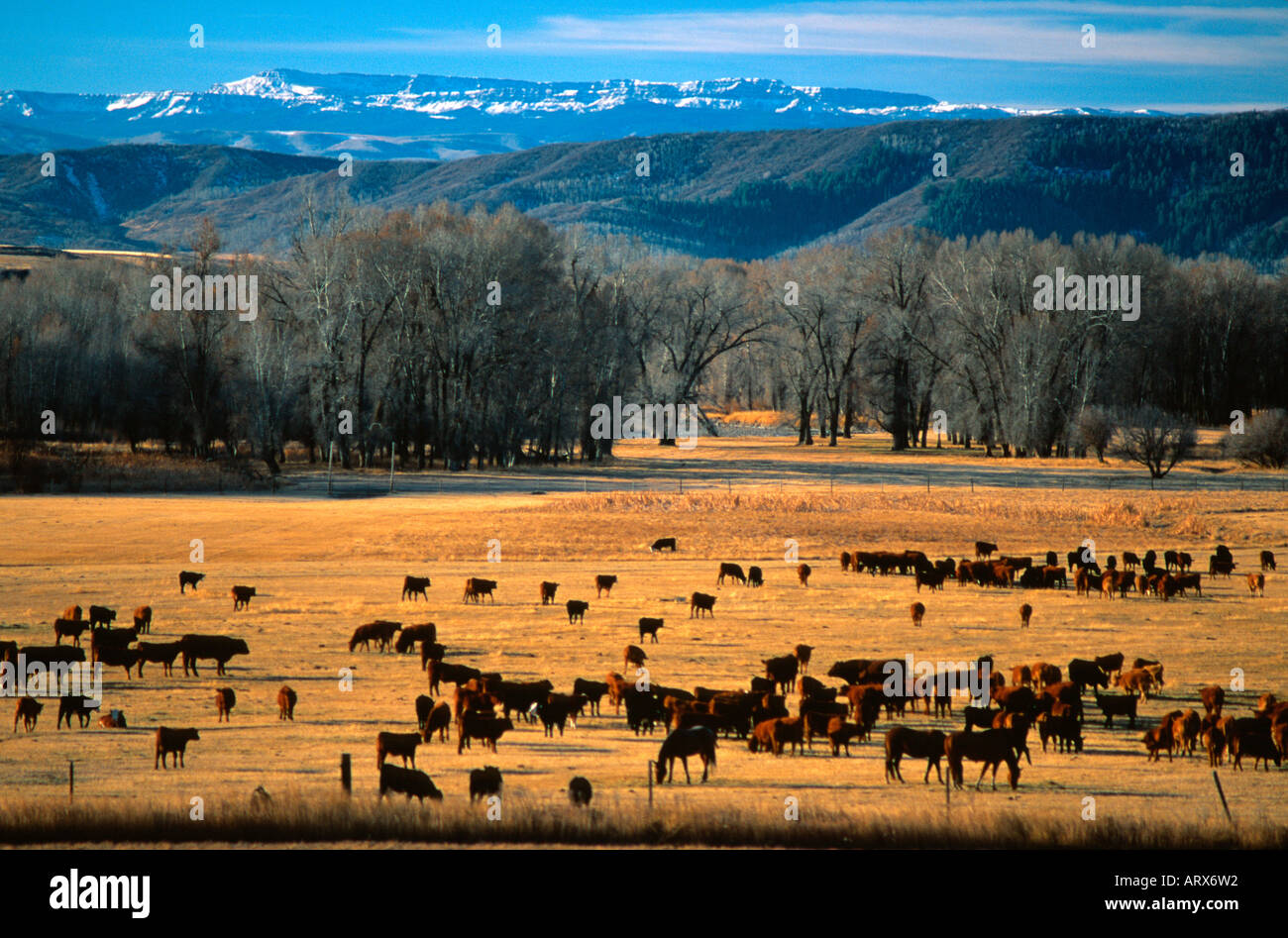 Cattle herd distant hi-res stock photography and images - Alamy