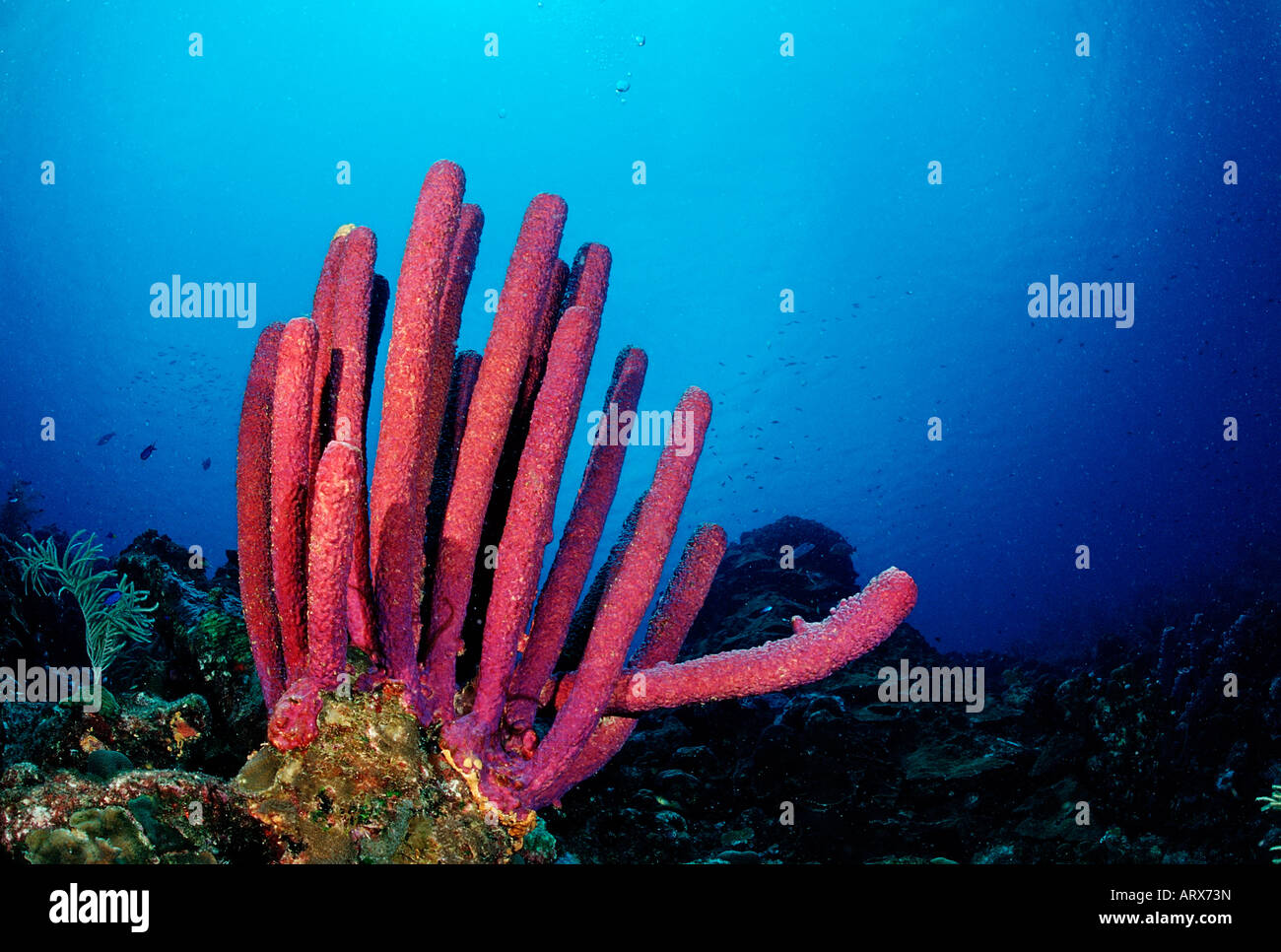 Red Sponge Caribbean Sea British Virgin Islands Stock Photo