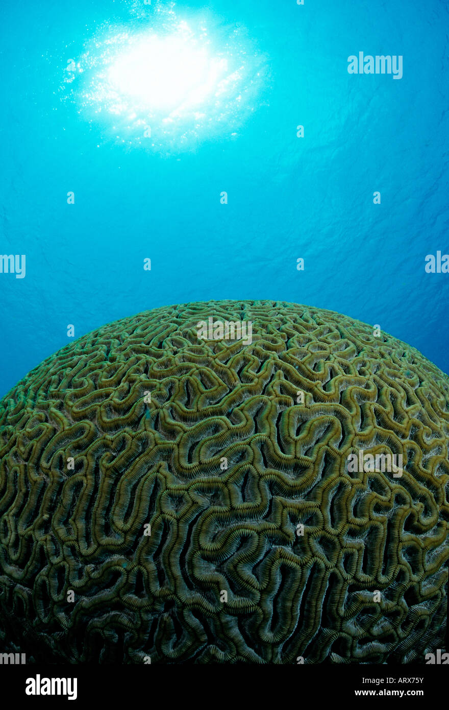 Round Brain Coral Madreporaria Caribbean Sea Belize Stock Photo