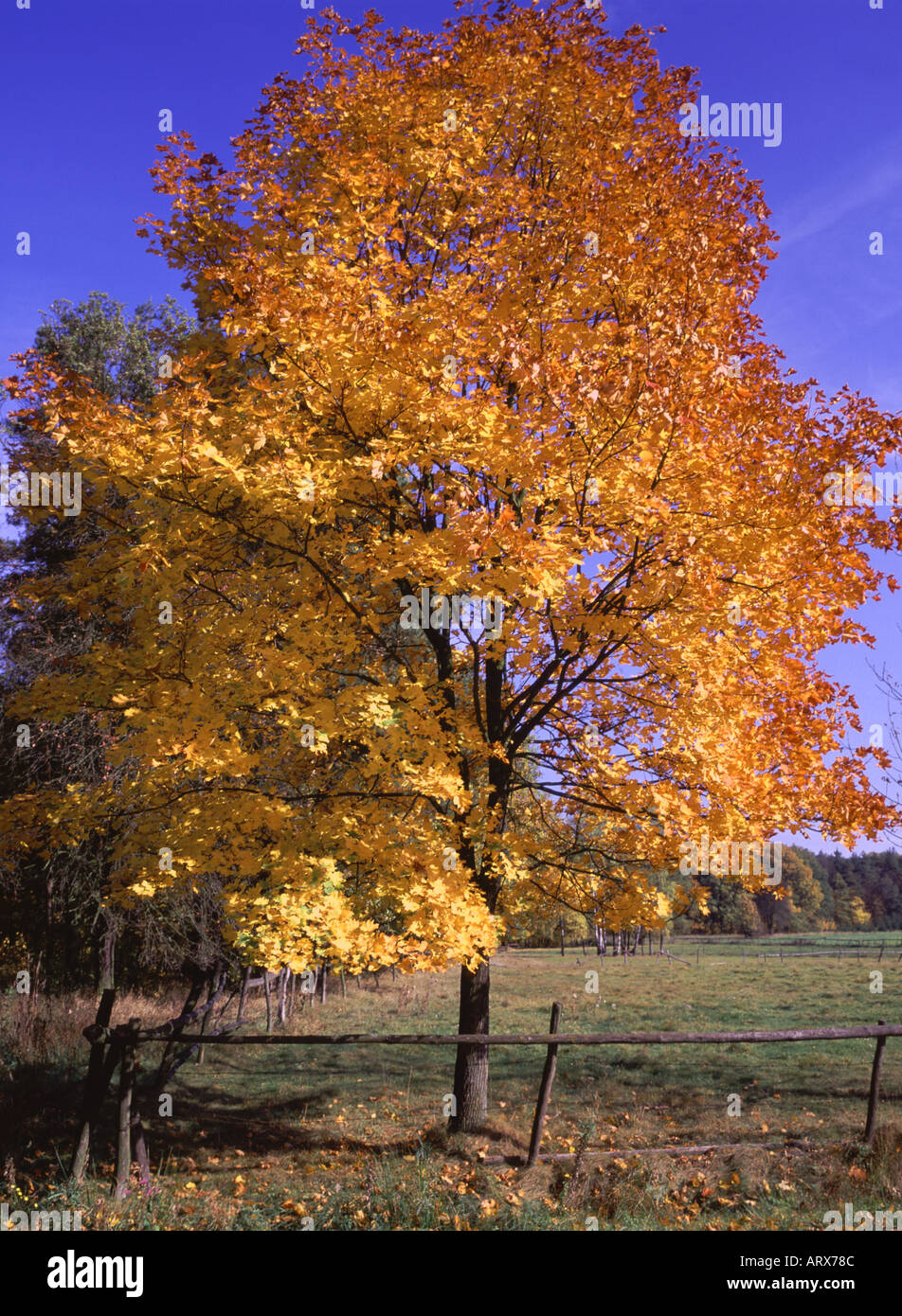 Maple tree turning yellow in autumn Acer platanoides Stock Photo Alamy