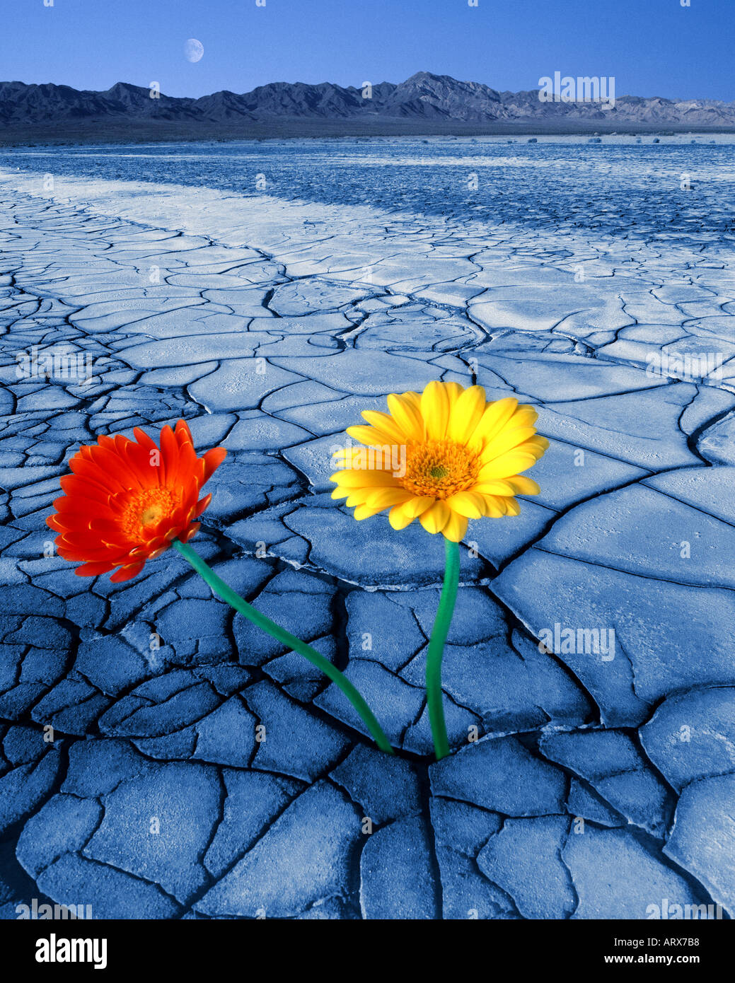 ENVIRONMENTAL CONCEPT: The Digital Desert Stock Photo