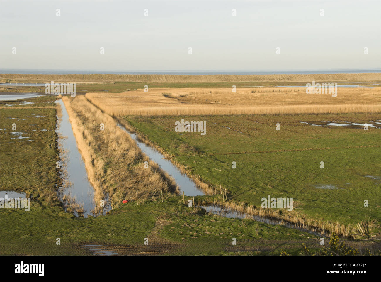 Coastal freshmarsh Phragmites reedbed drainage dykes and sea wall Salthouse Norfolk UK Stock Photo