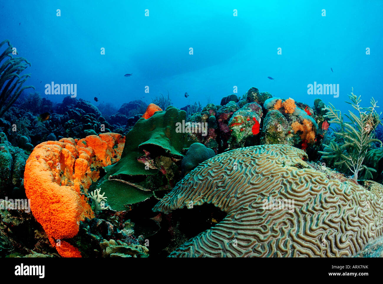 Caribbean Coral Reef Caribbean Sea Belize Stock Photo