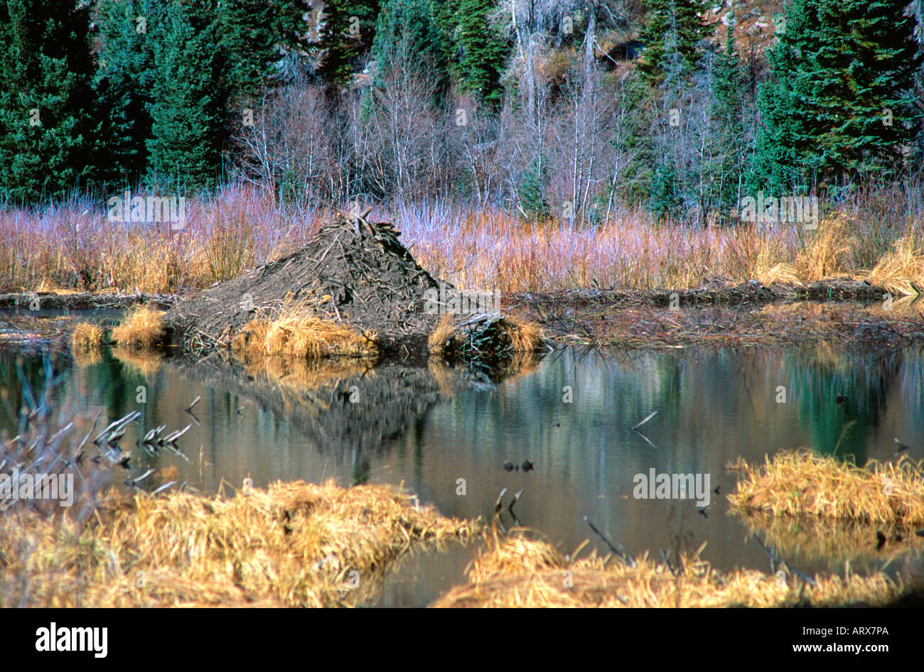 american-beaver-lodge-hi-res-stock-photography-and-images-alamy