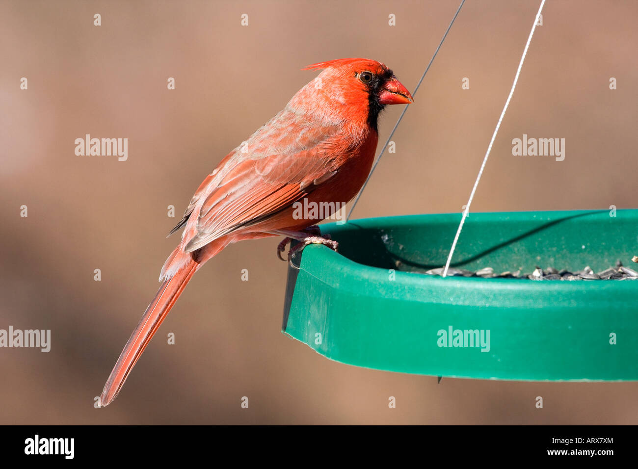 Northern Cardinal at bird feeder Stock Photo Alamy