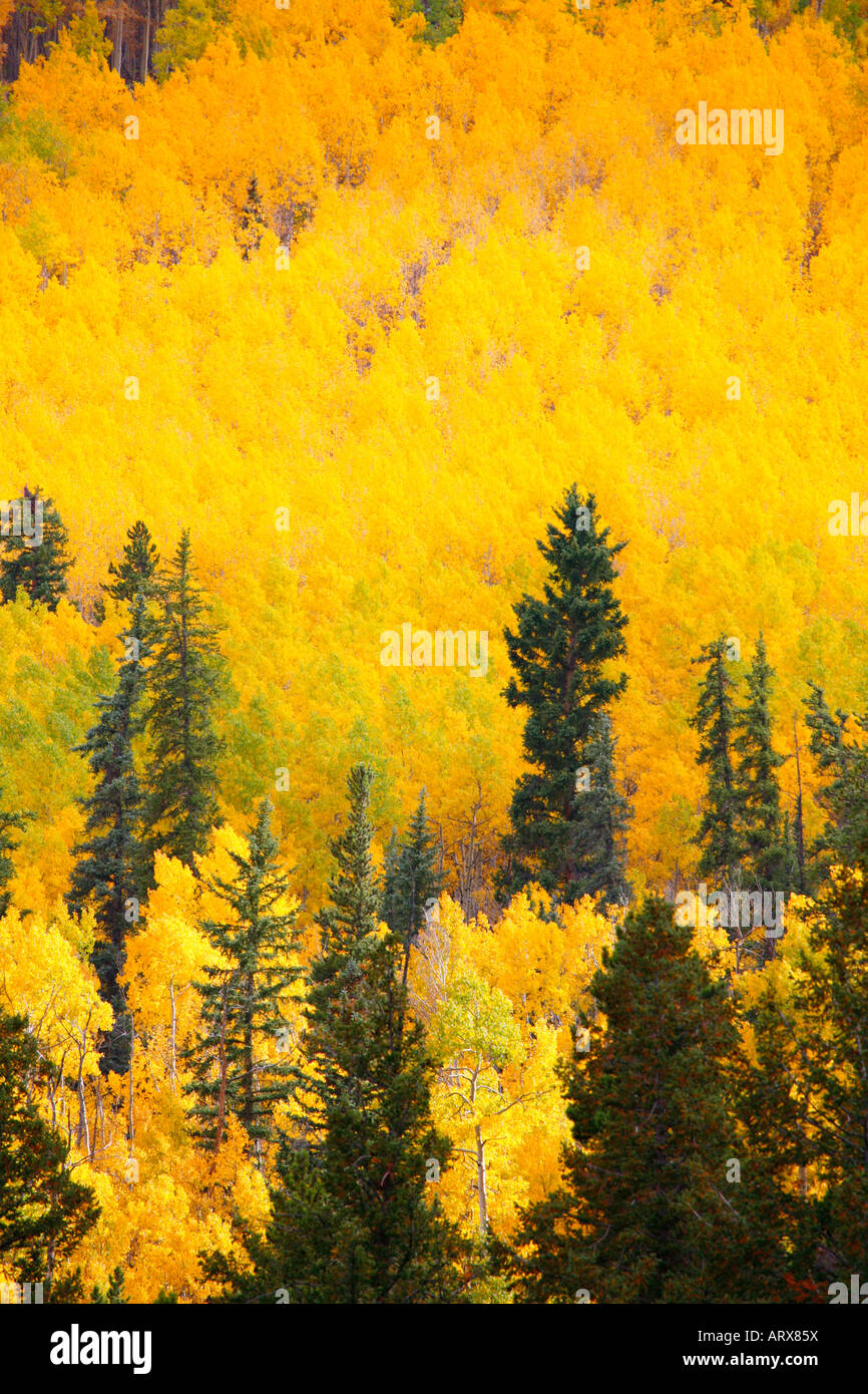 San Isabel National Forest, Colorado Stock Photo - Alamy