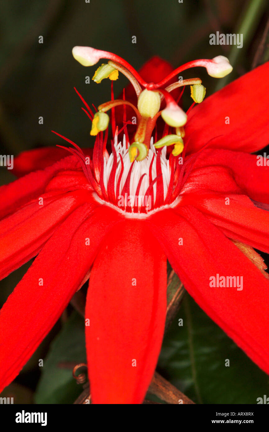 Passion Flower, Costa Rica Stock Photo Alamy