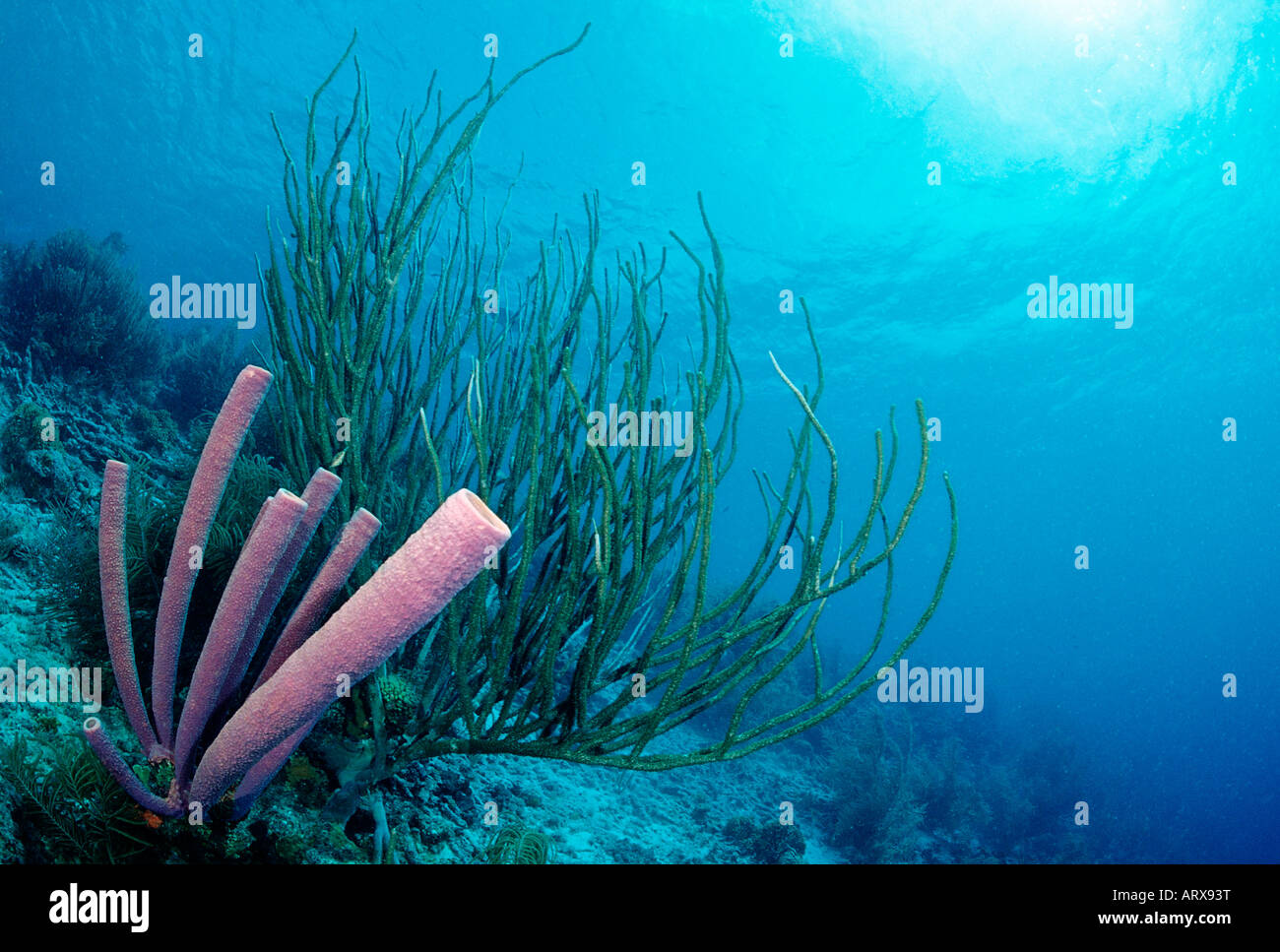 Caribbean Coral Reef Caribbean Sea Cuba Stock Photo