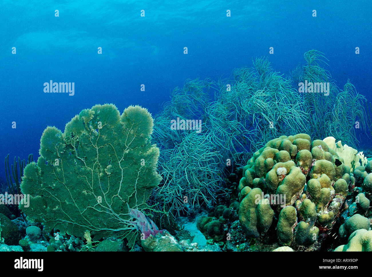 Coral Reef Caribbean Sea Bonaire Stock Photo