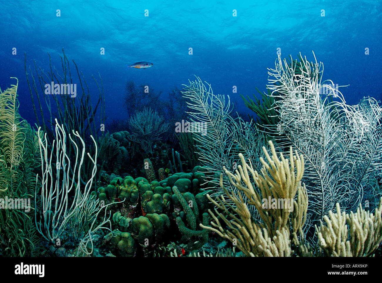 Coral Reef Caribbean Sea Bonaire Stock Photo